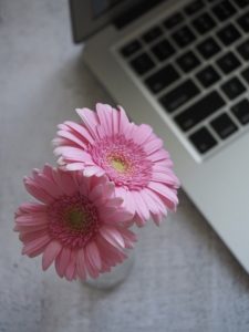 two pink daisies 